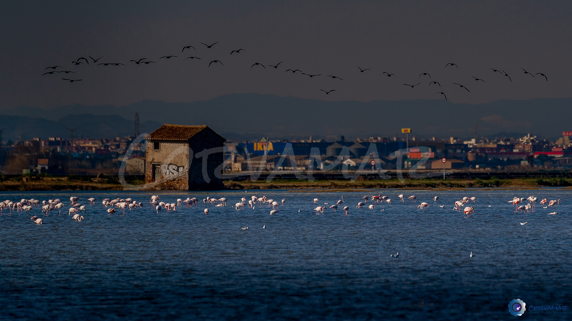 Flamencos-102