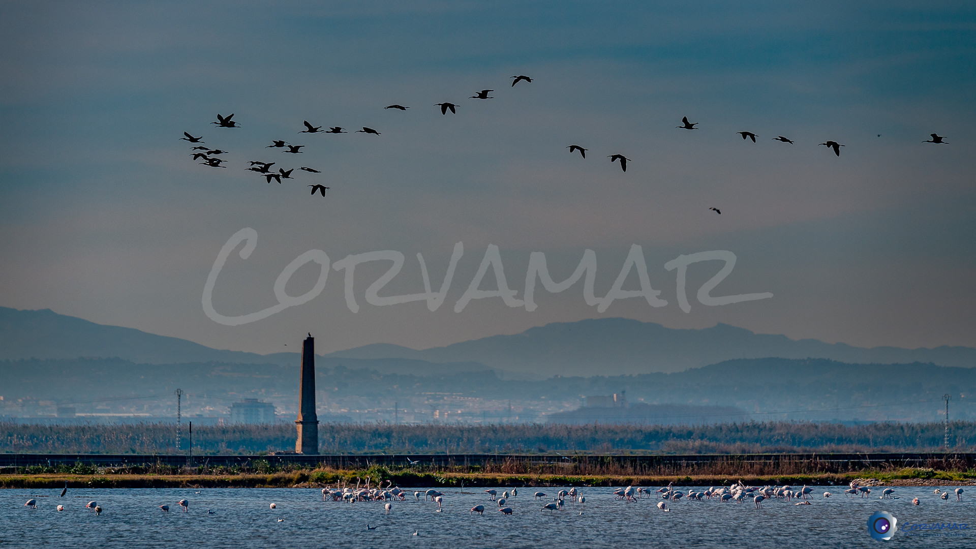 Flamencos-103