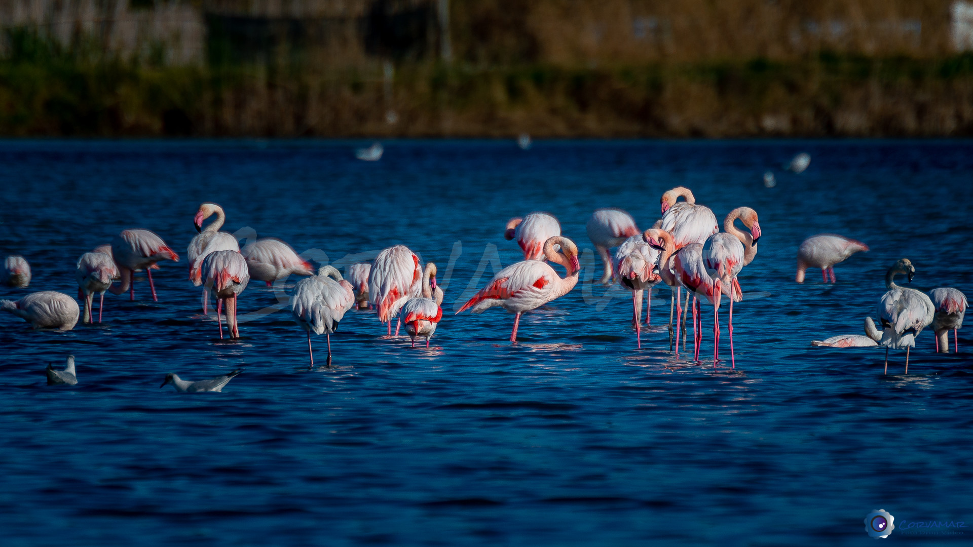 Flamencos-104