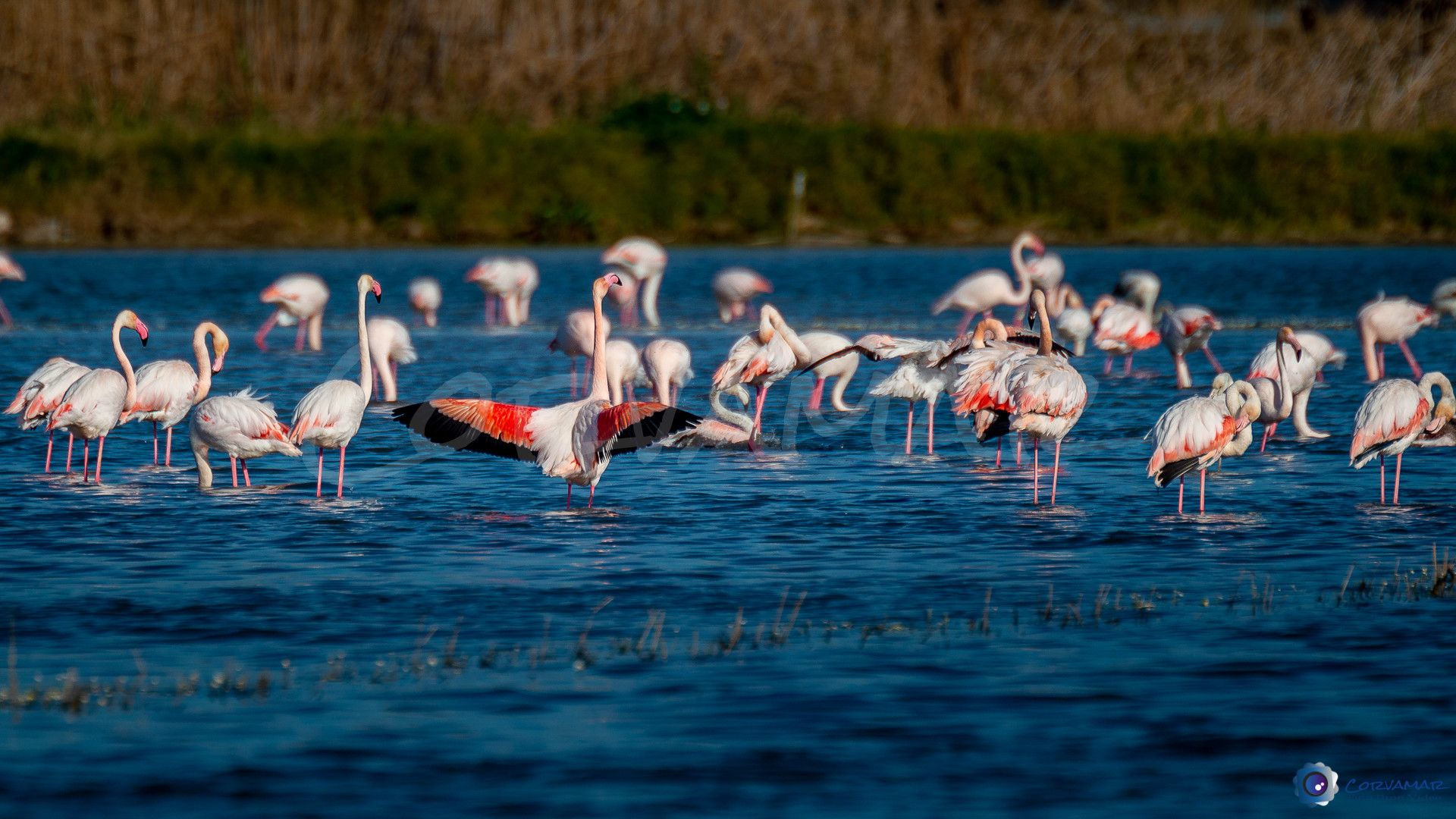Flamencos-105