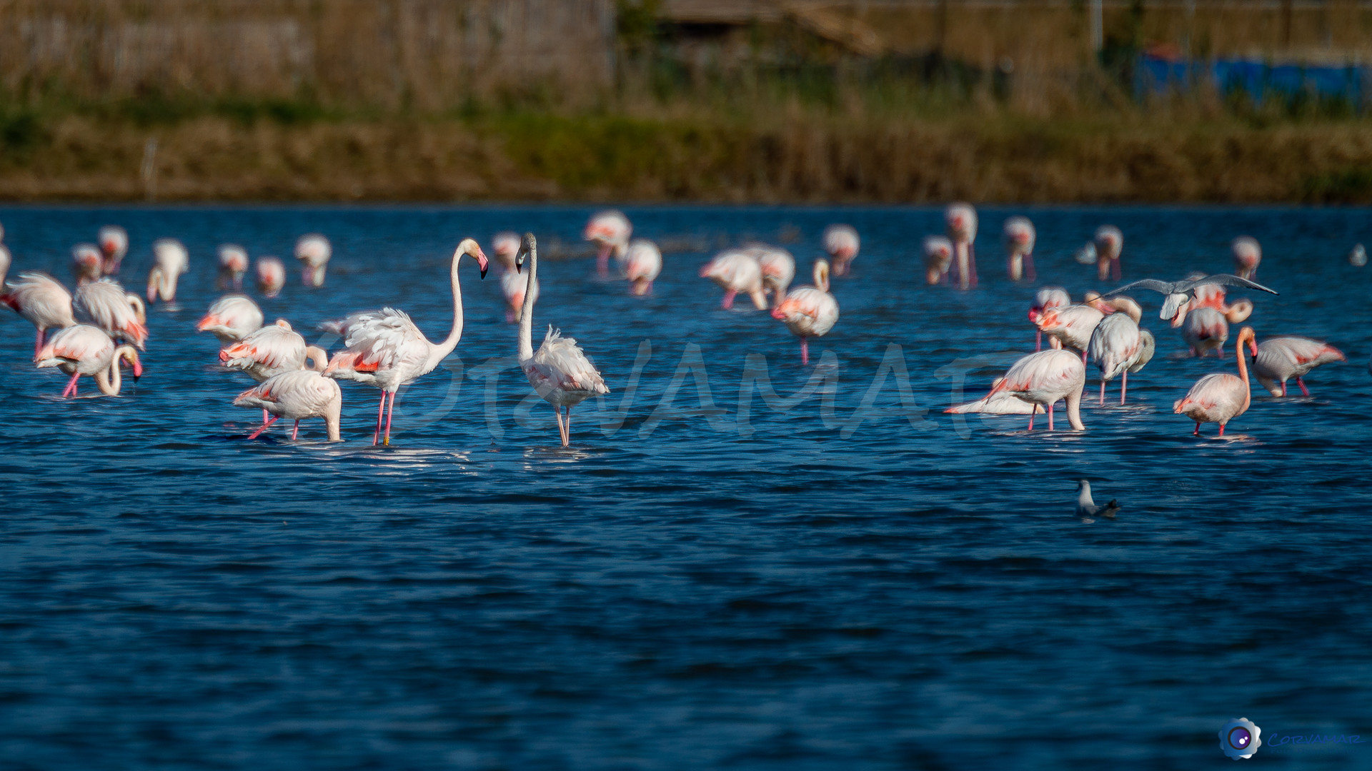 Flamencos-106