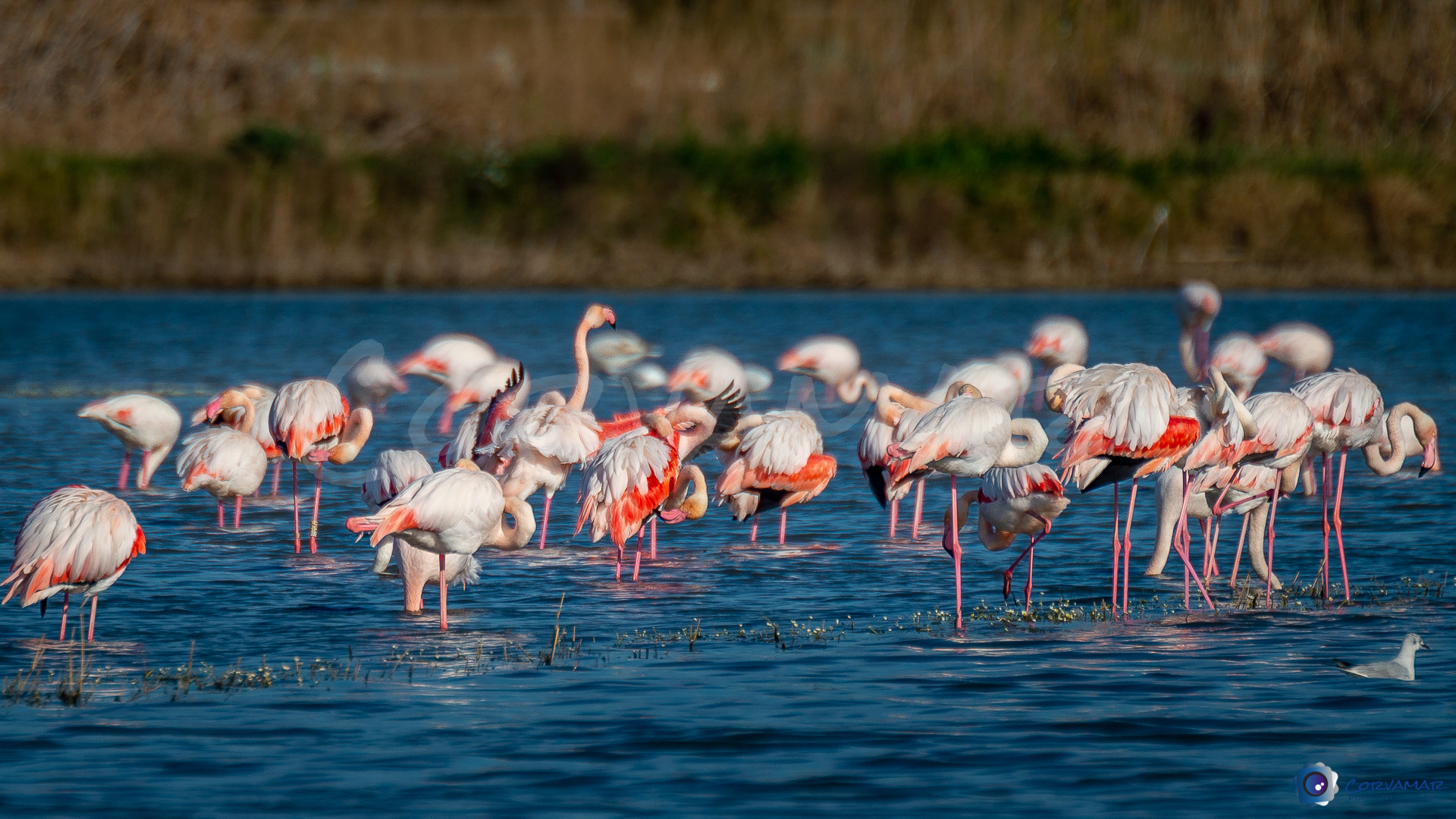 Flamencos-107