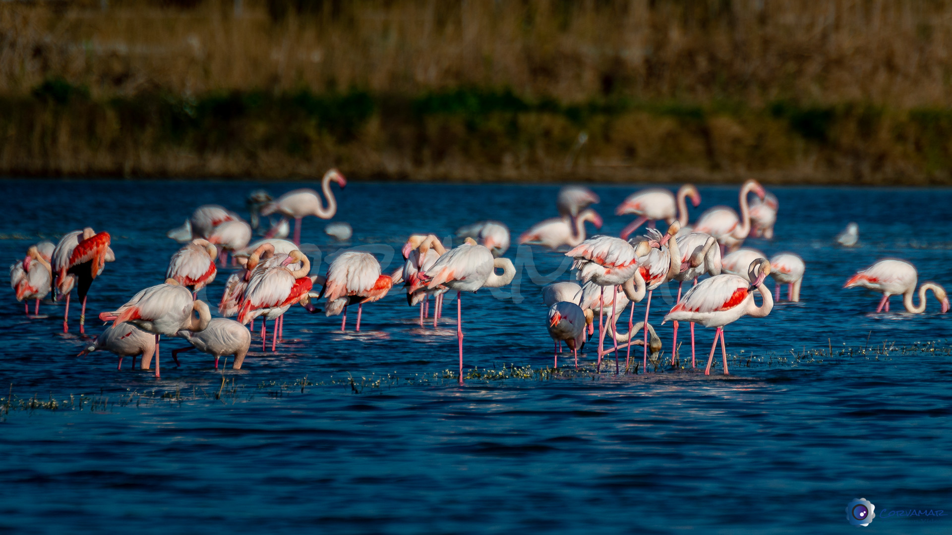 Flamencos-108