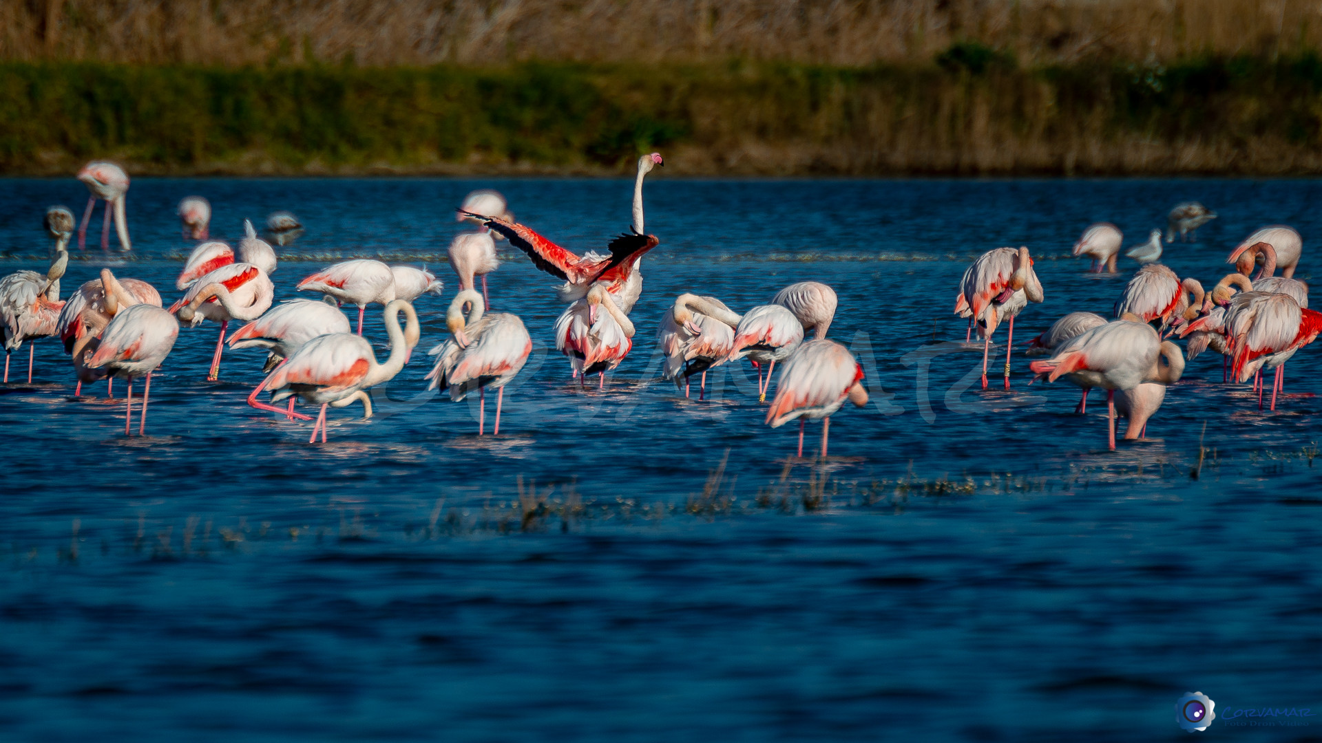 Flamencos-109