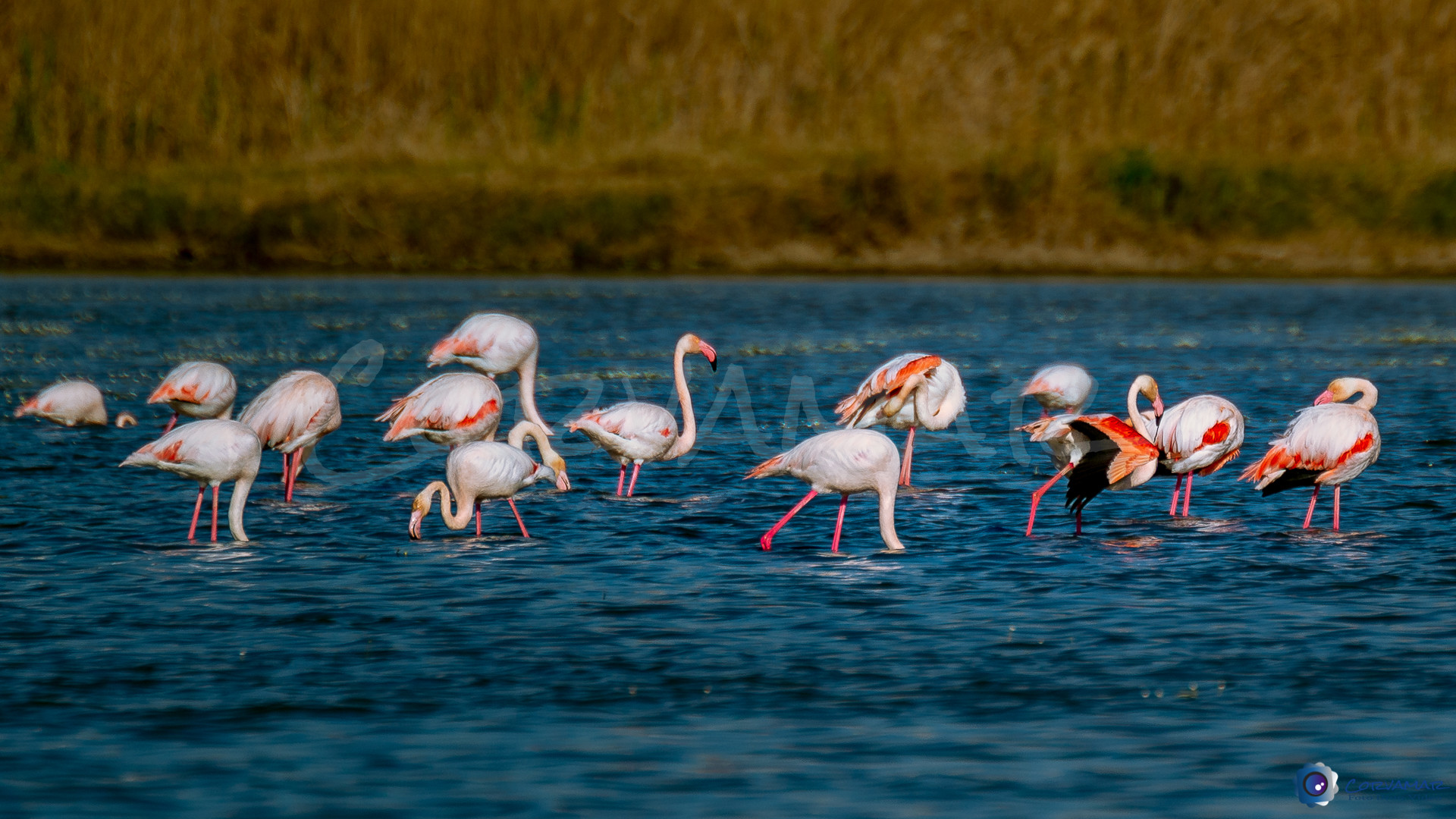 Flamencos-110