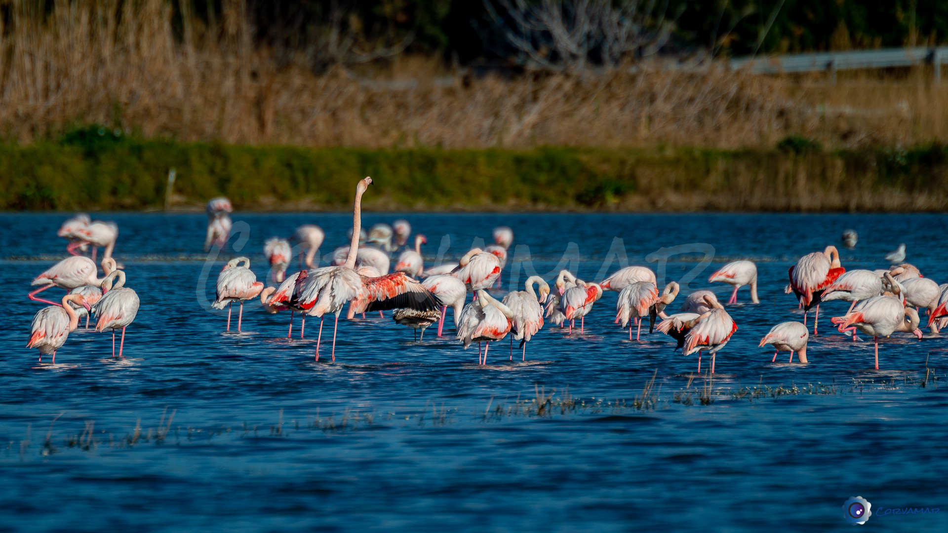 Flamencos-111