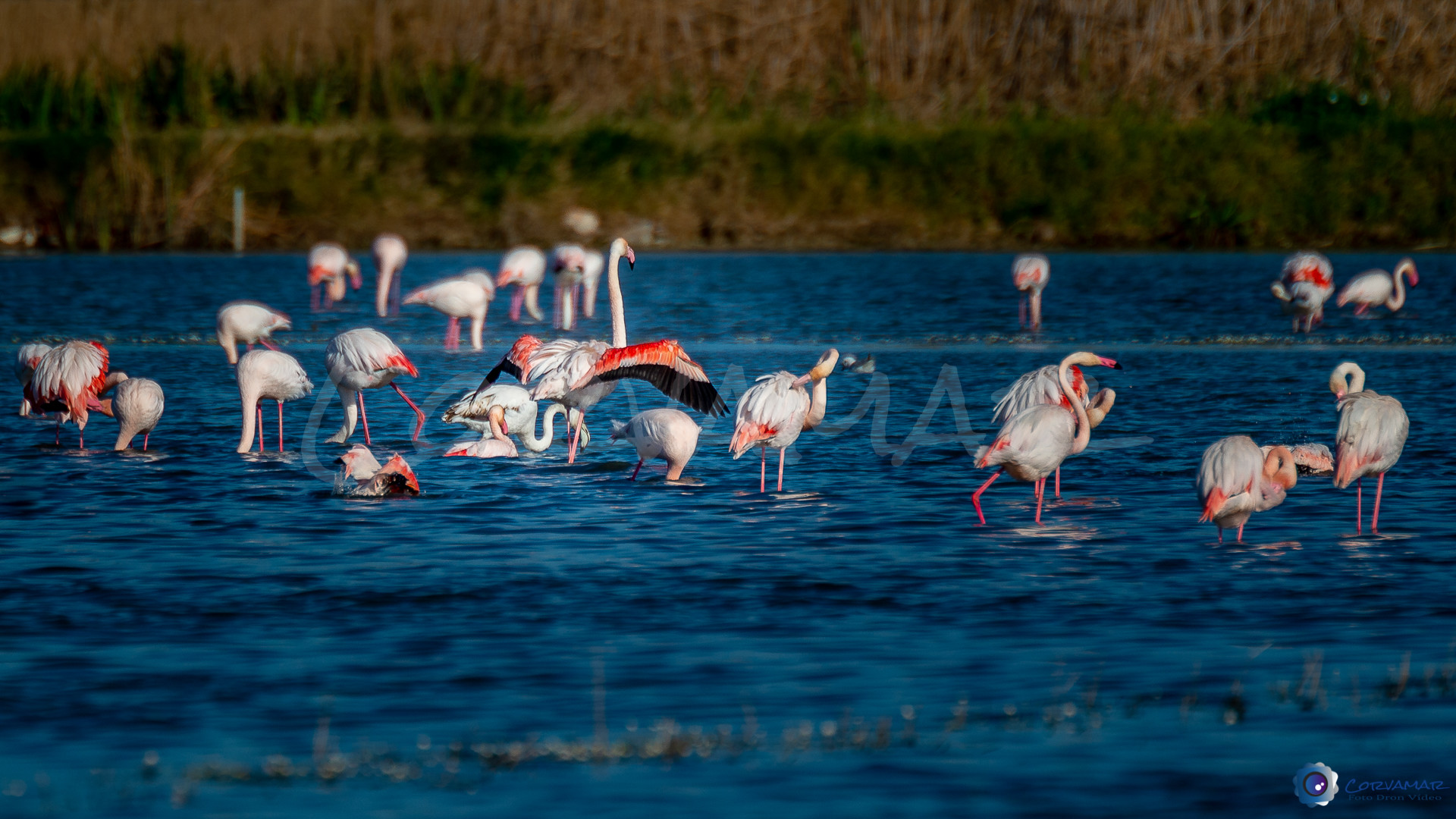 Flamencos-112