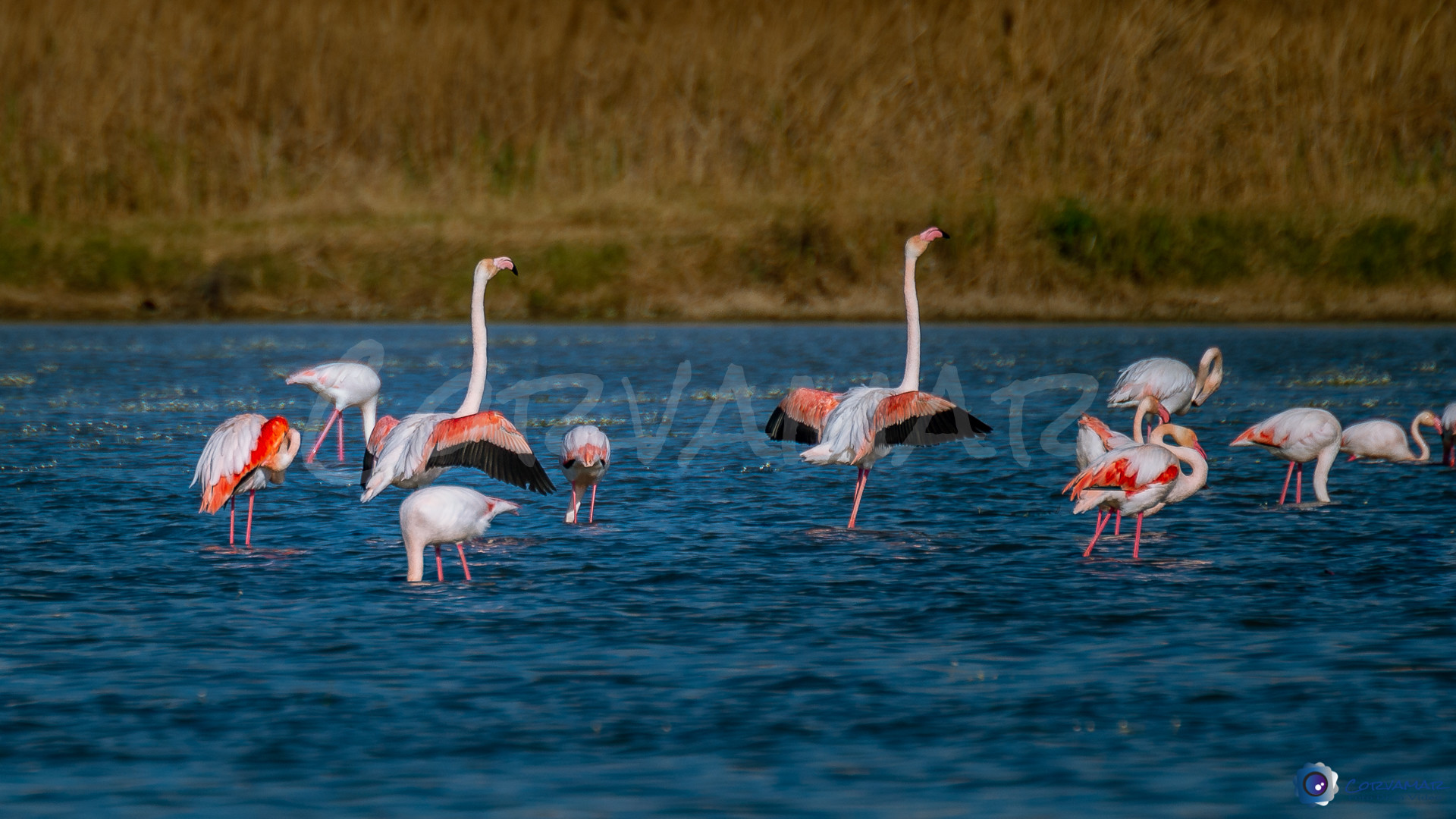 Flamencos-113