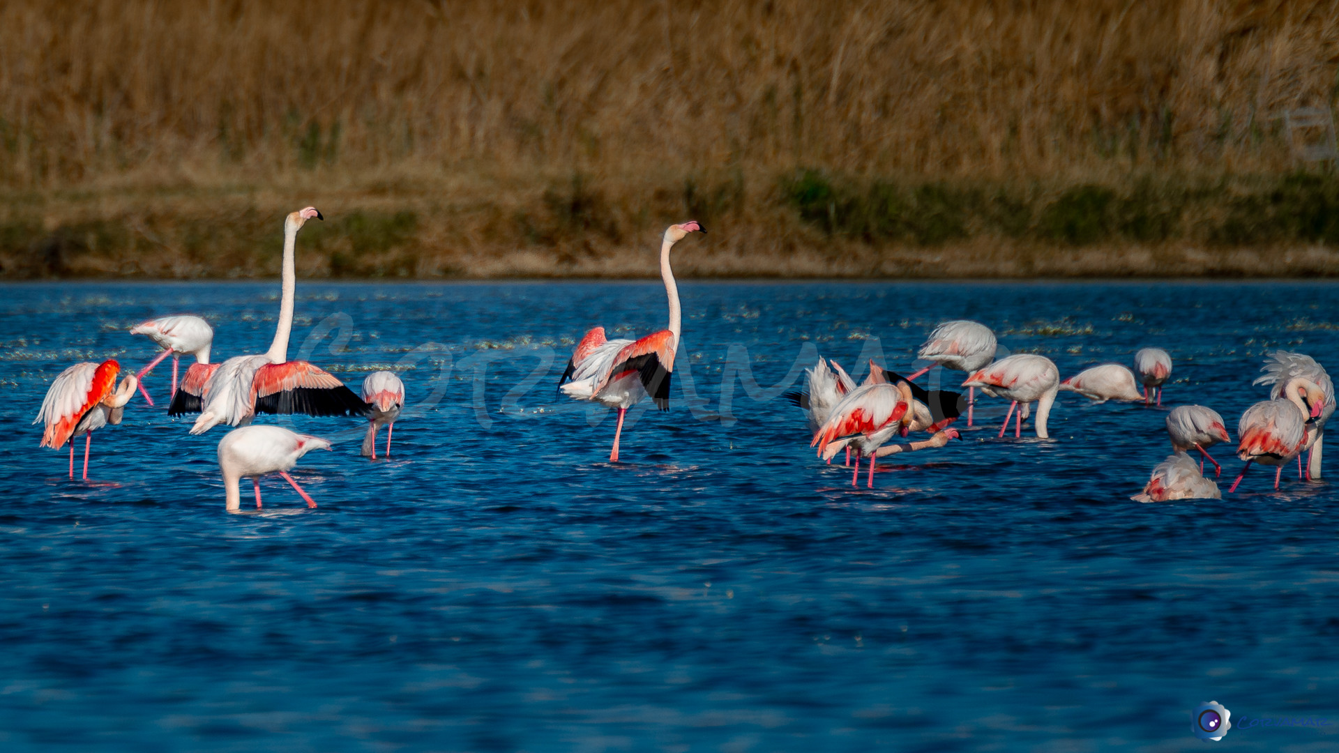 Flamencos-114