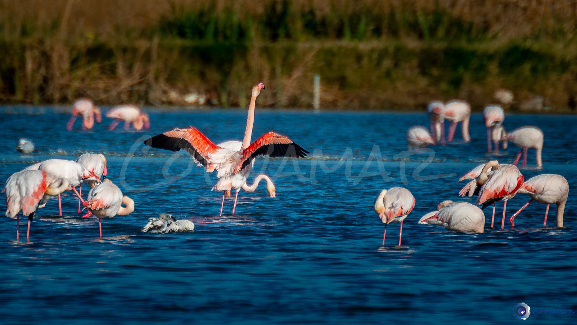 Flamencos-115