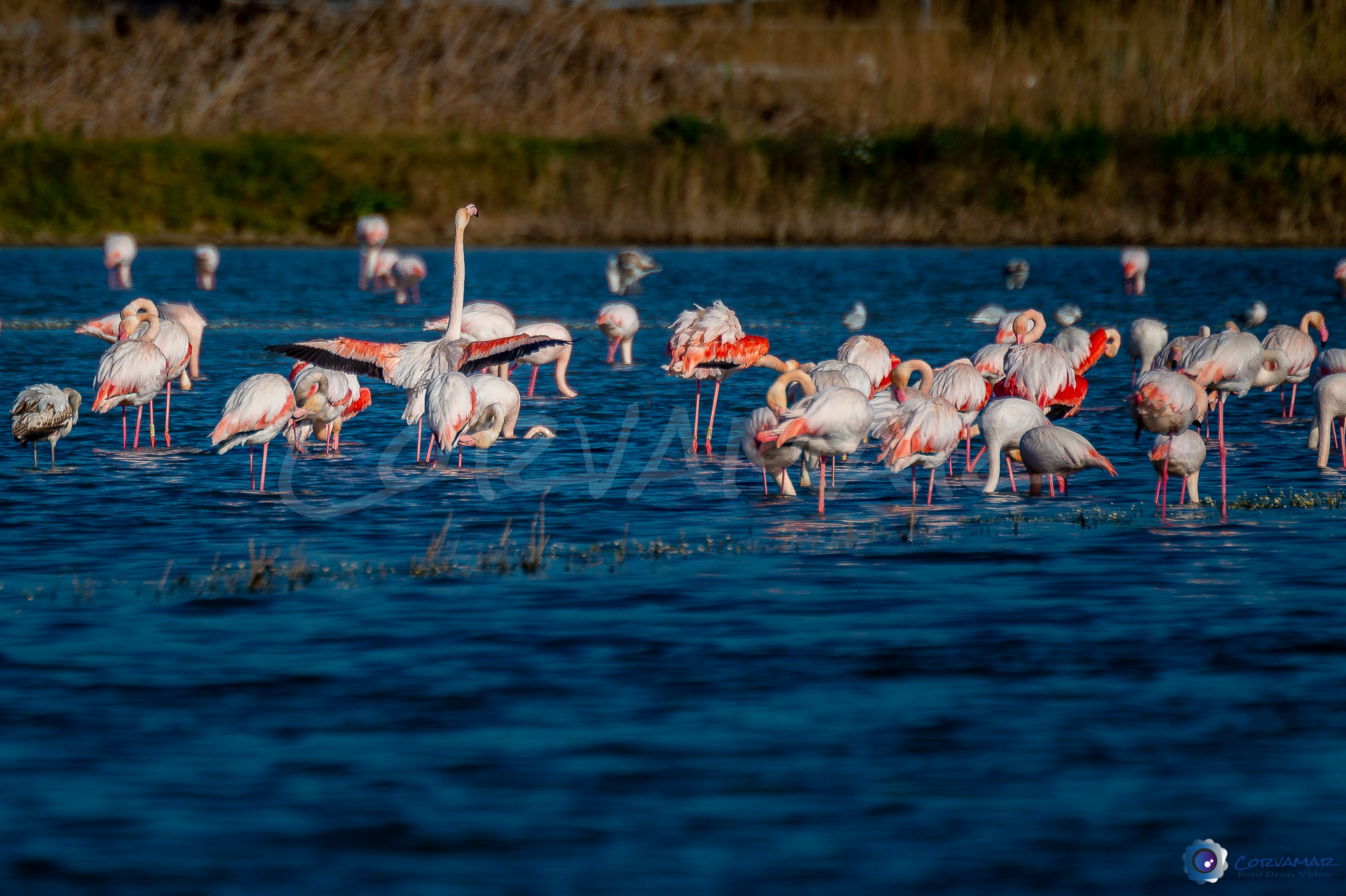 Flamencos-116