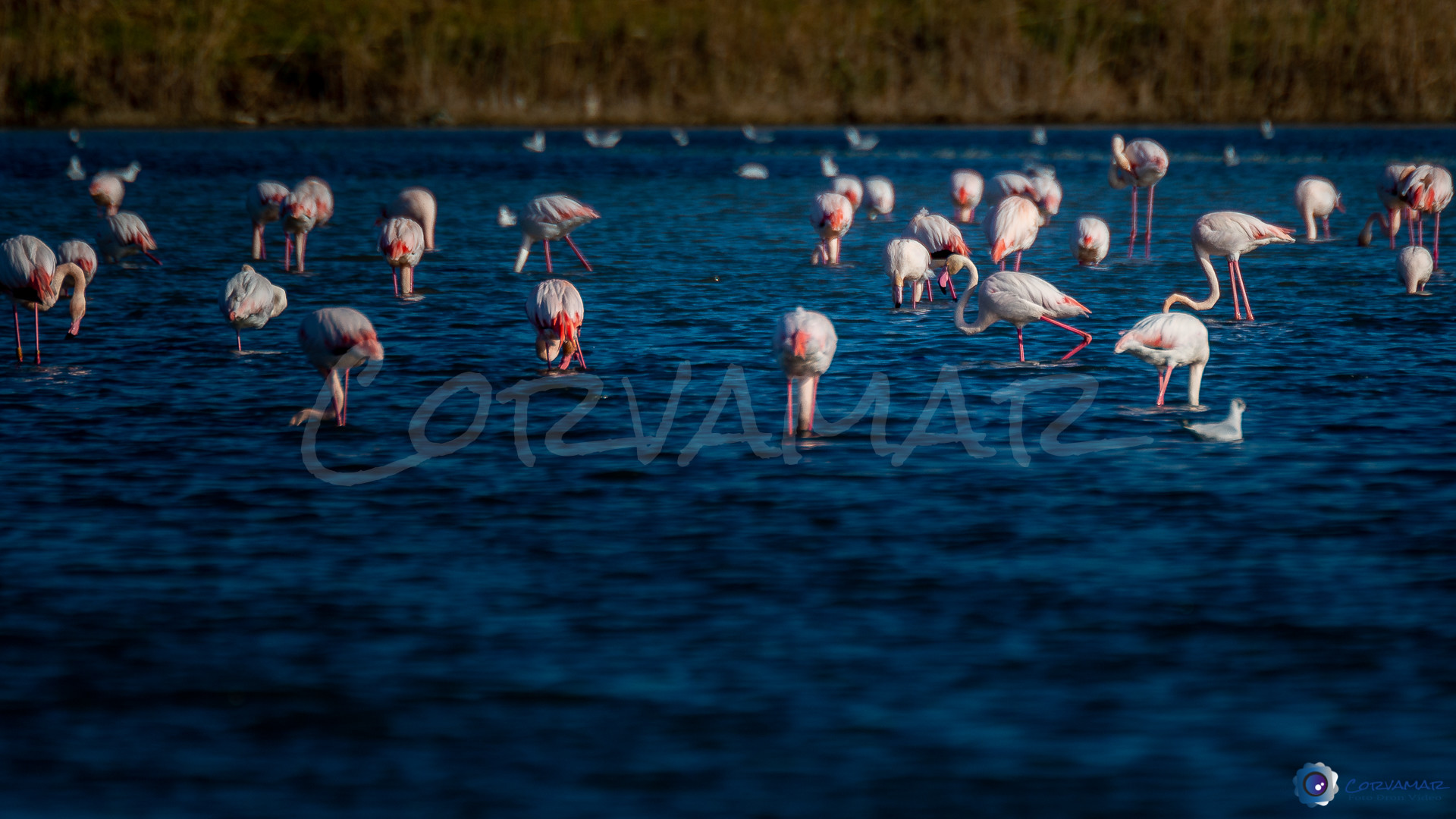Flamencos-117