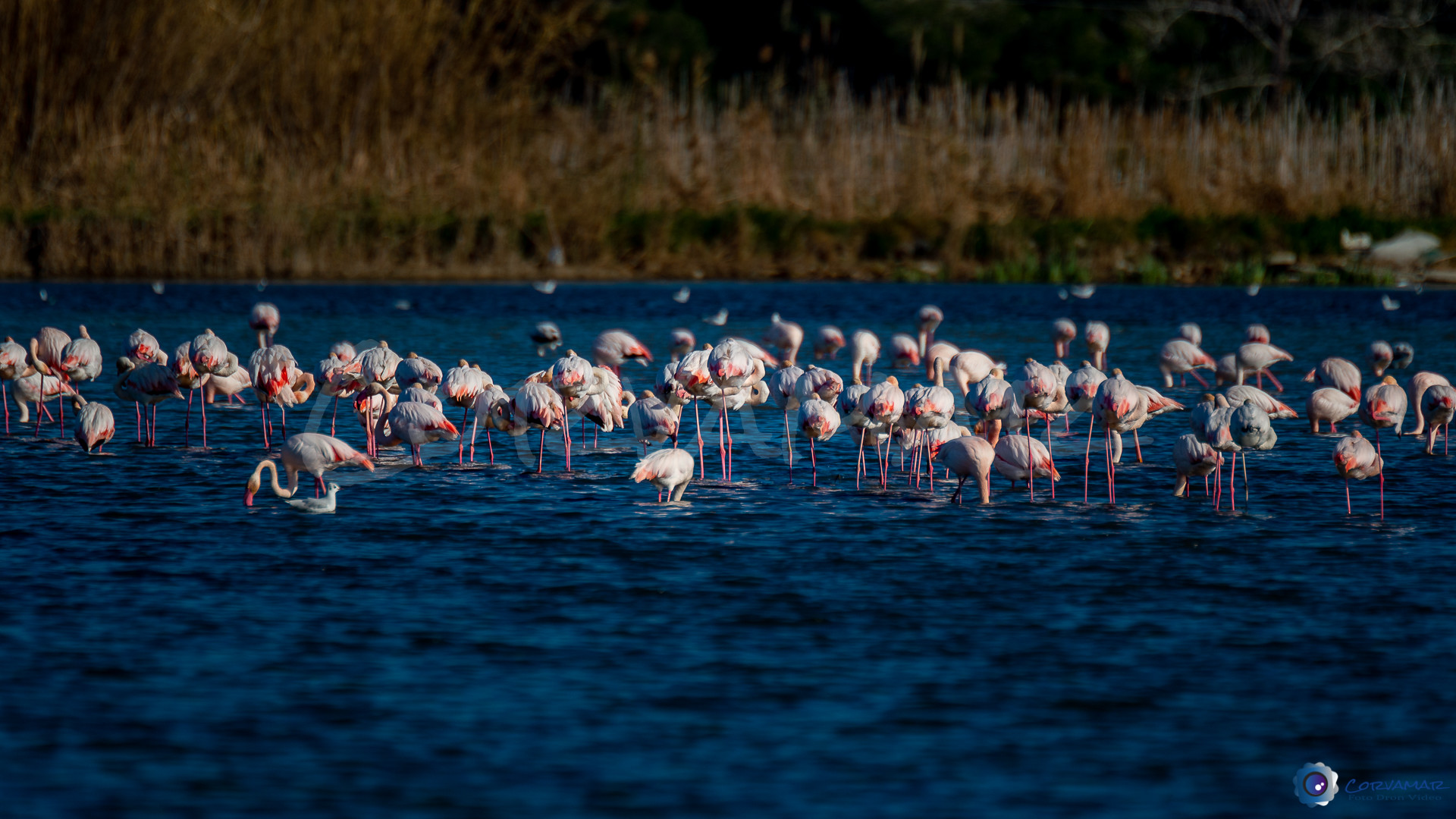 Flamencos-118