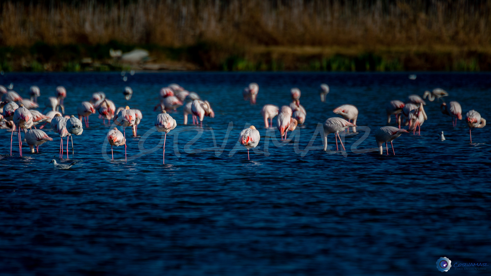 Flamencos-119