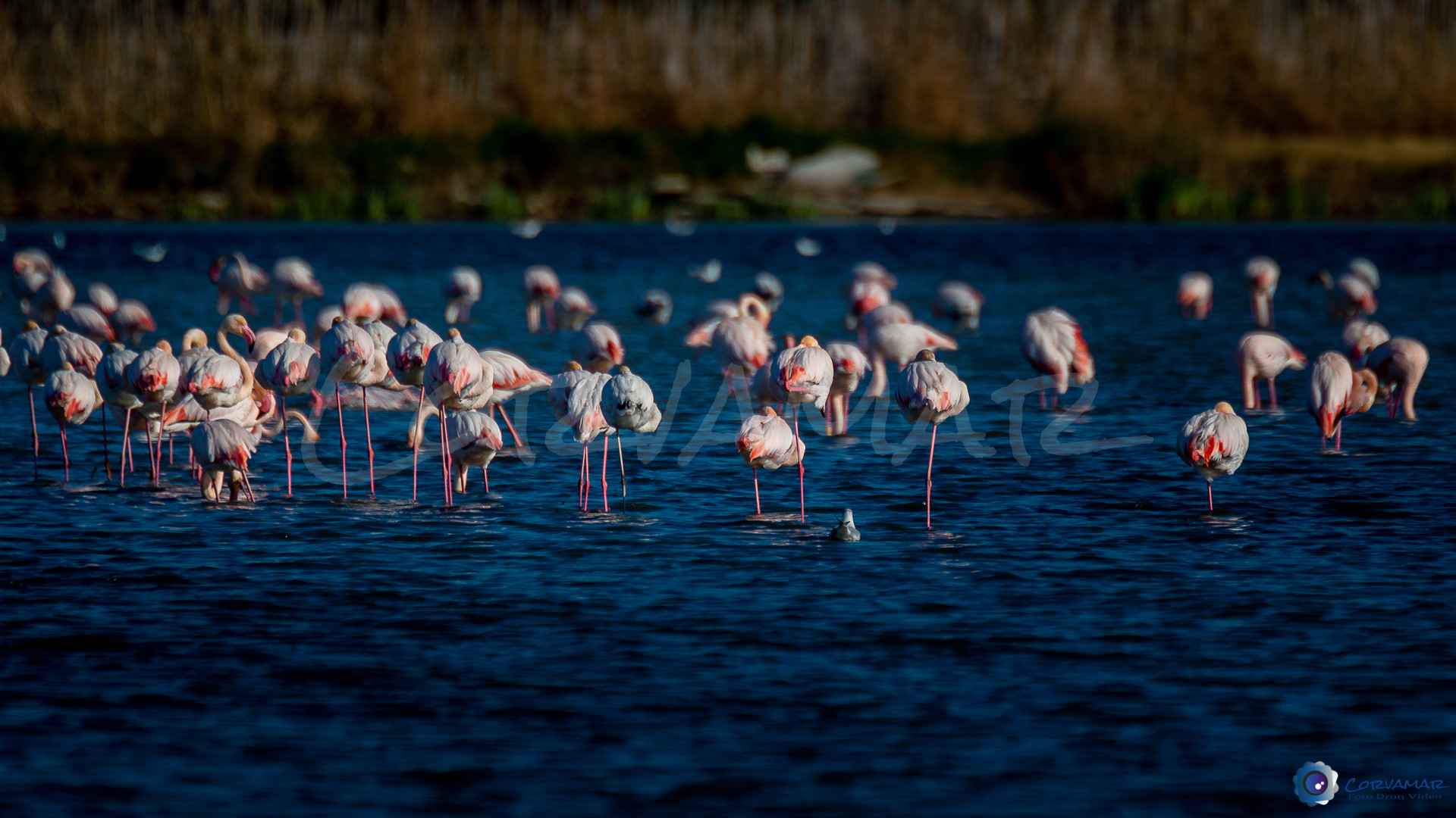 Flamencos-120