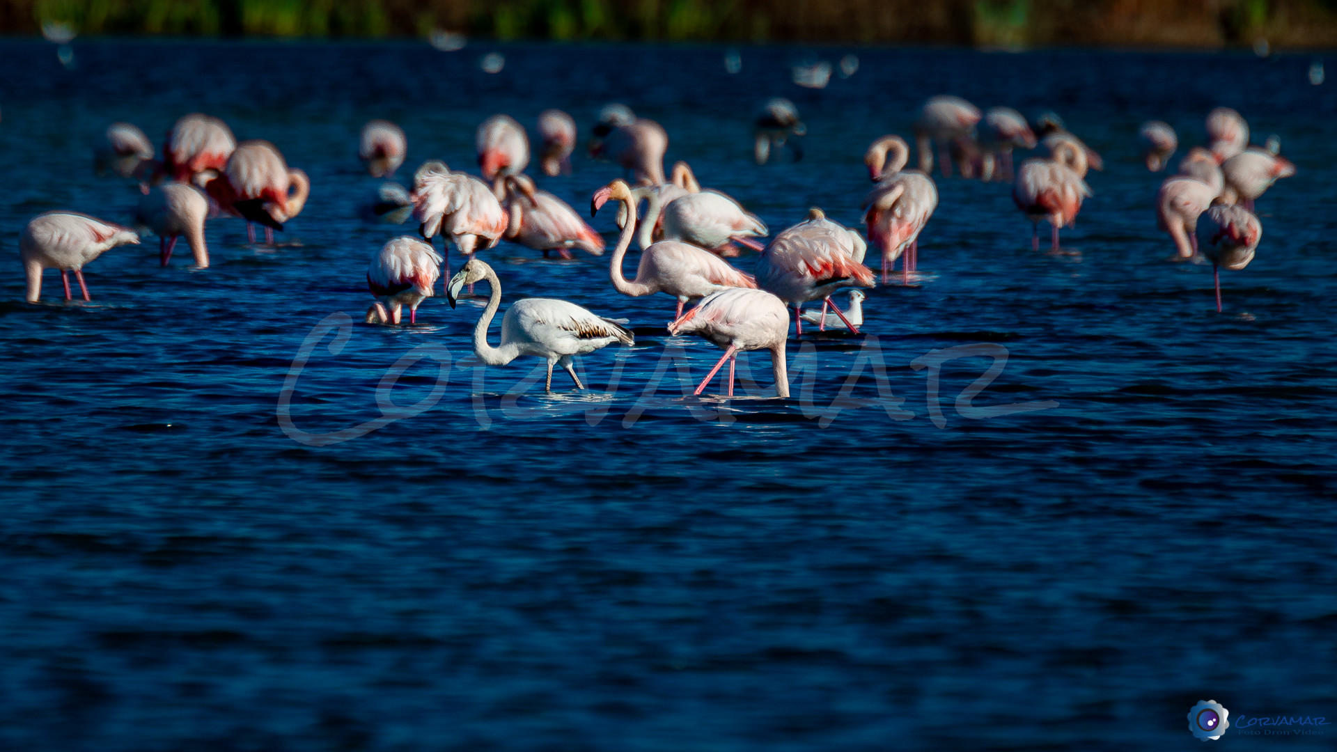 Flamencos-121
