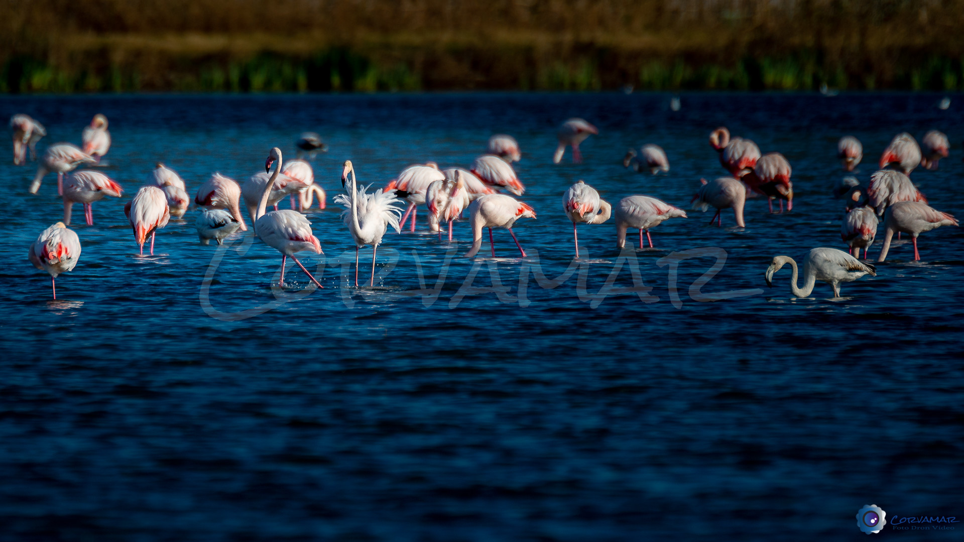 Flamencos-122
