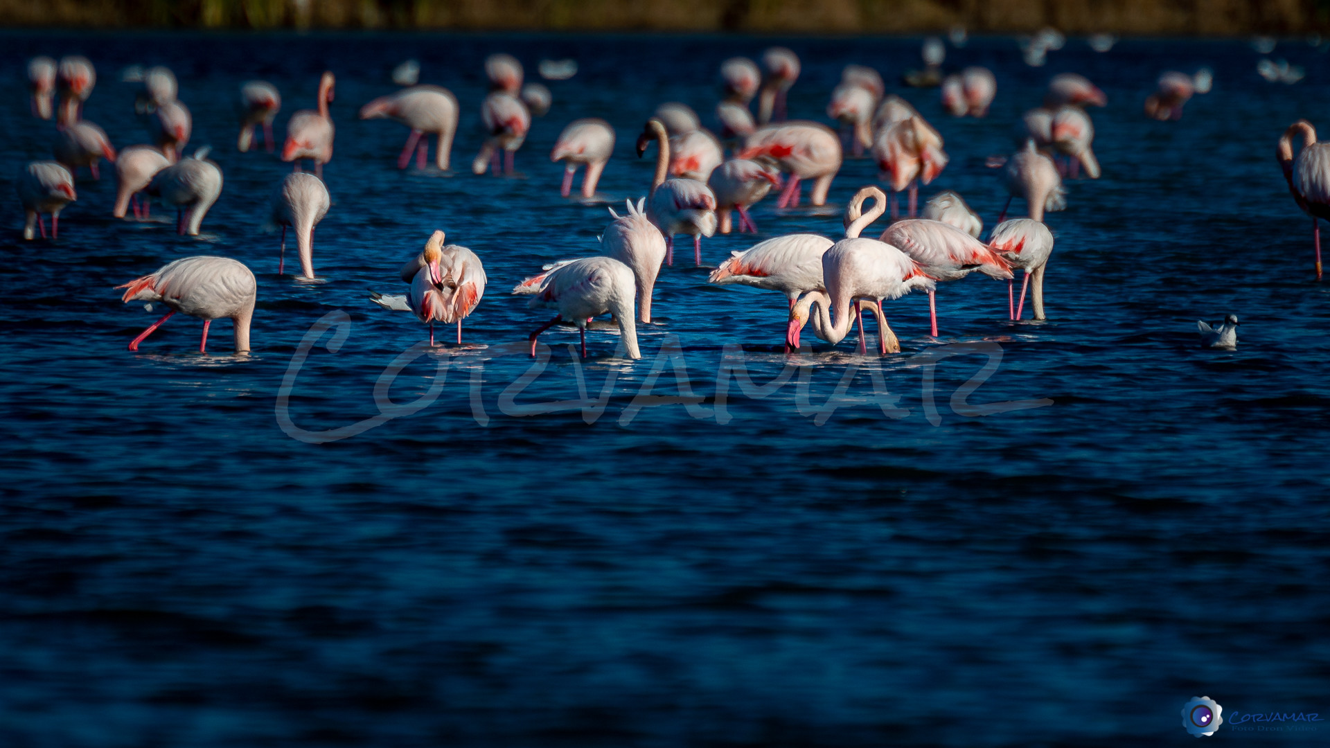 Flamencos-123