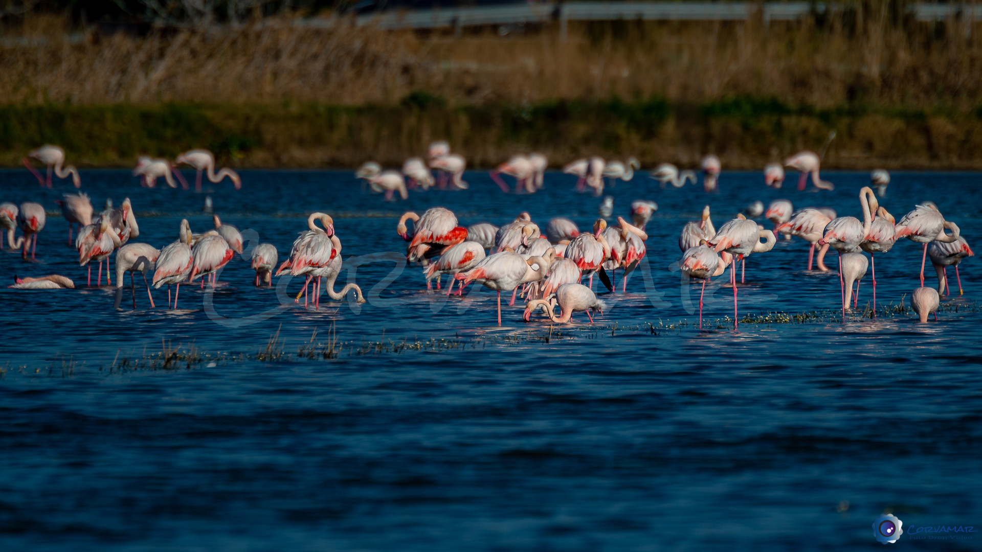 Flamencos-124