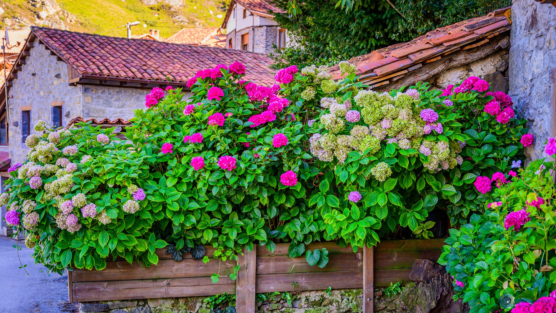 Colores