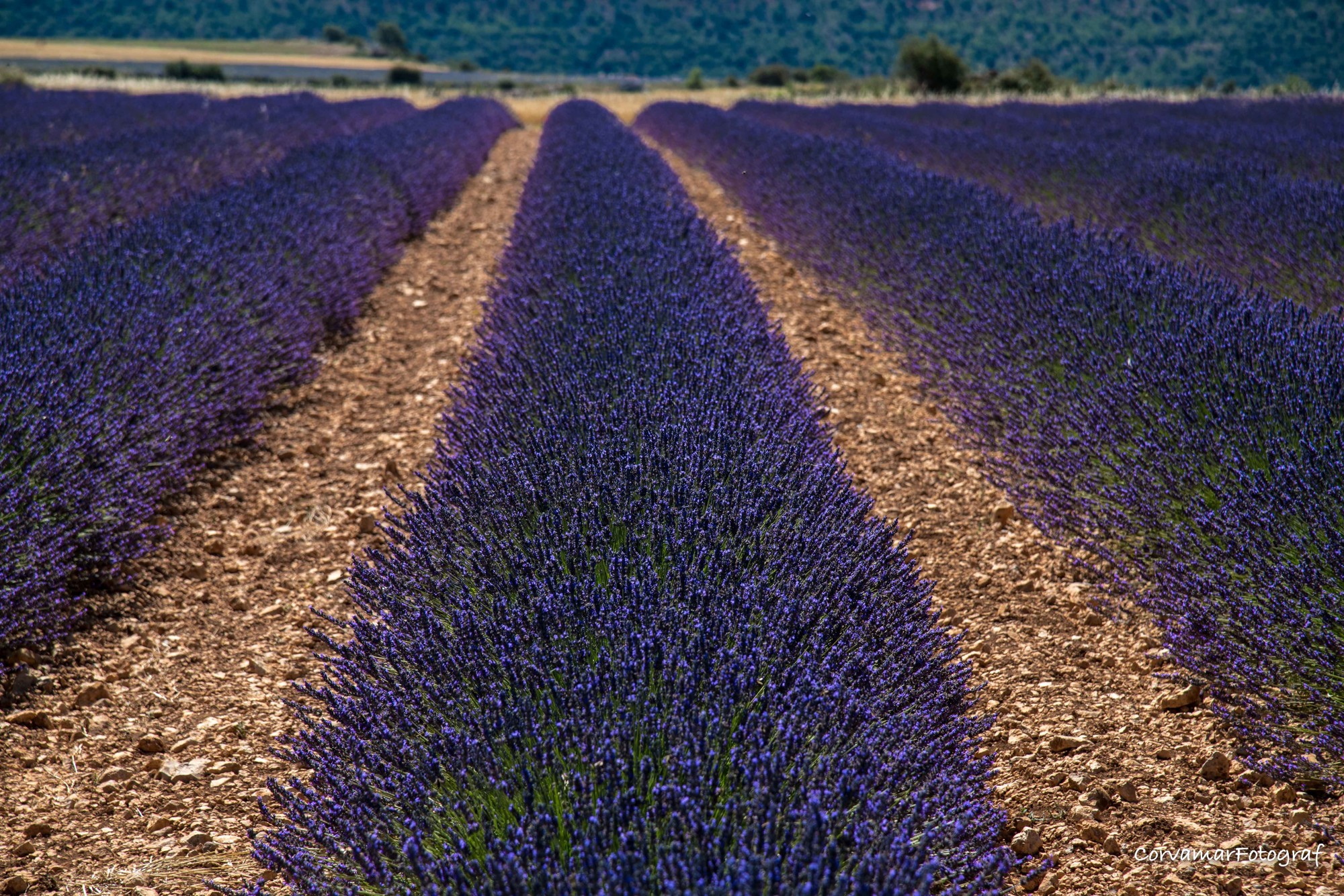 campos lavandas