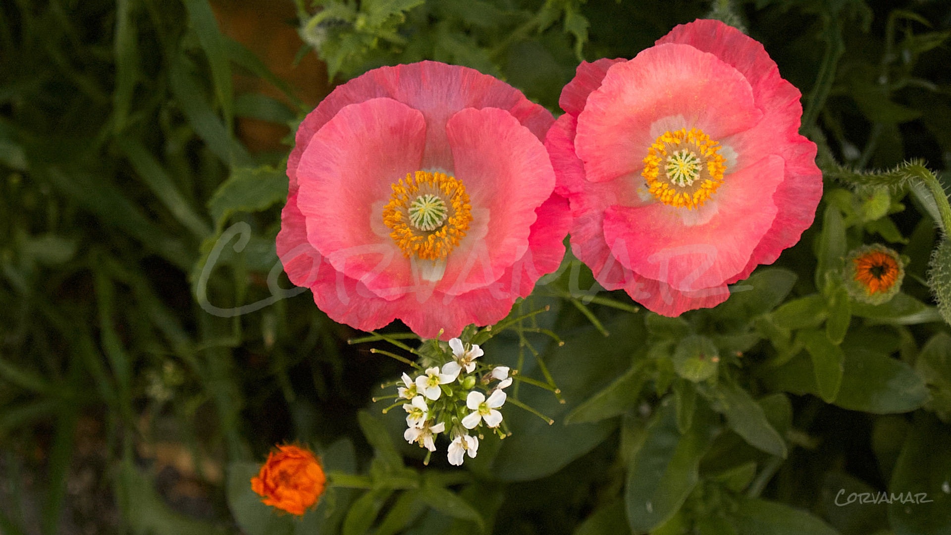 Amapolas