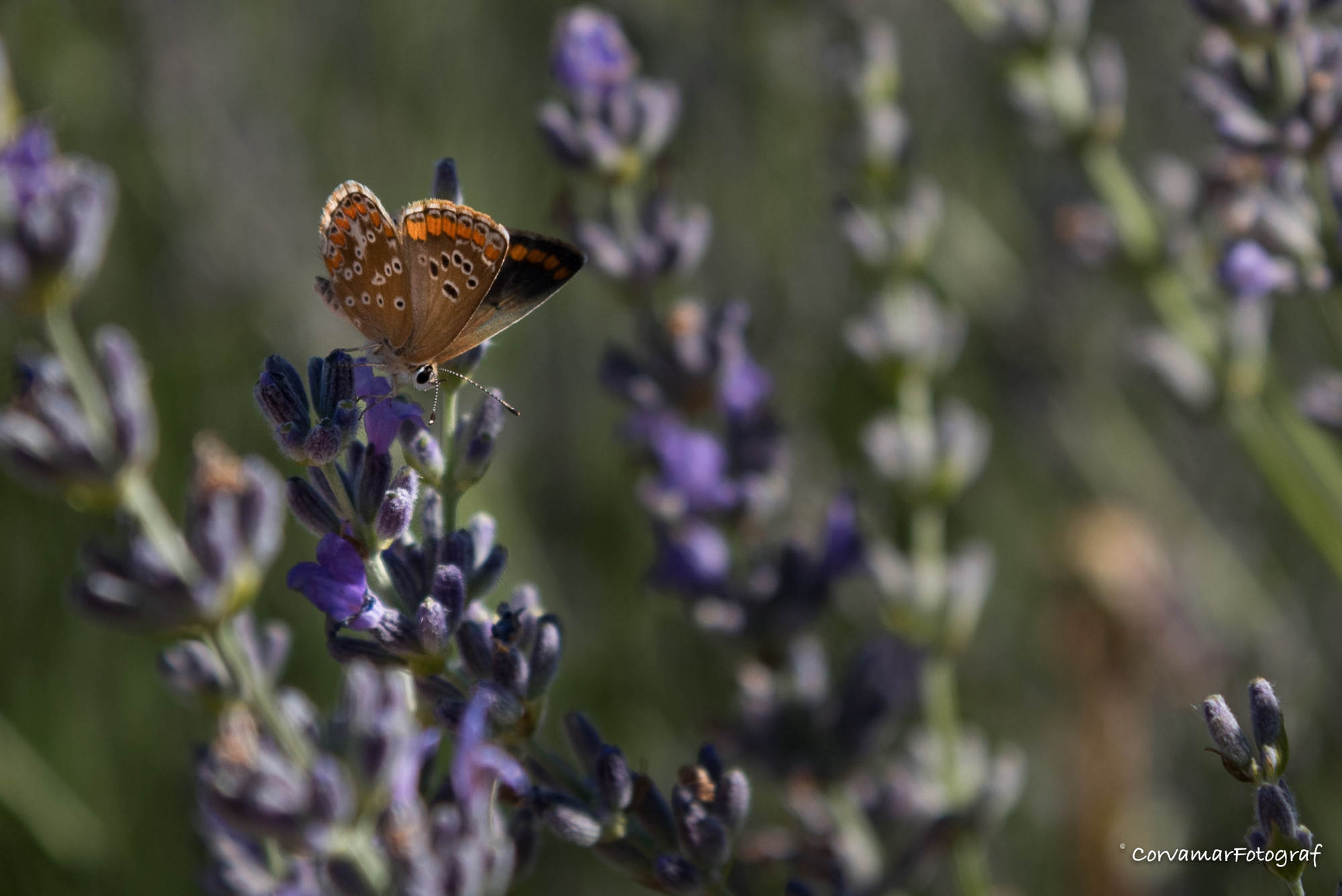 Mariposas Corvamar, foto, dron, video